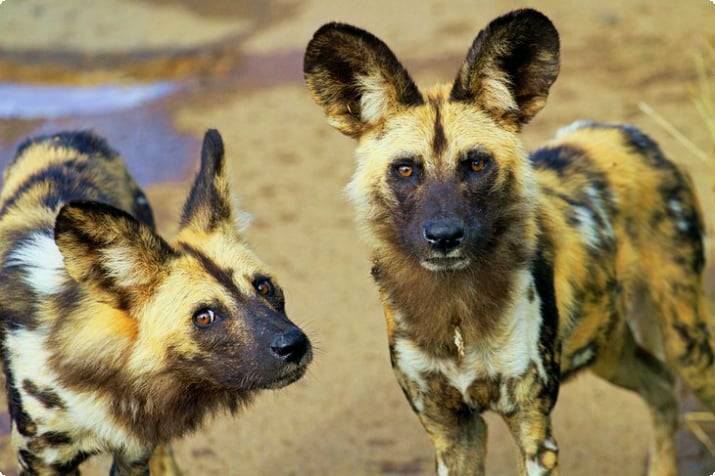 Африканские дикие собаки, Национальный парк Пиланесберг