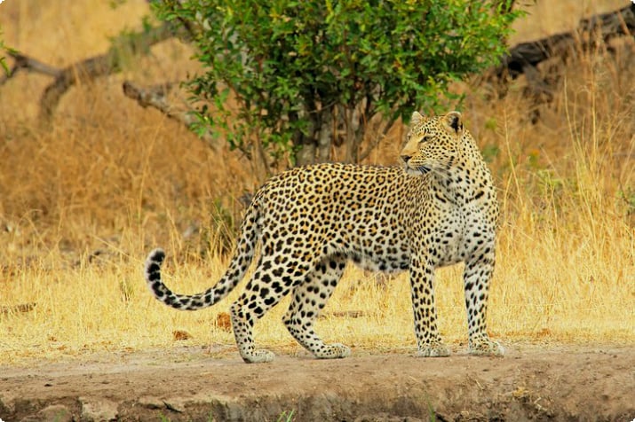Леопард в Саби-Сэндс