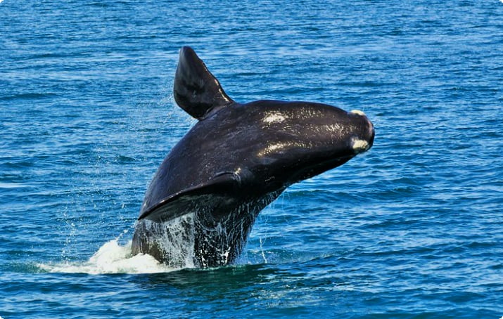 Горбатый кит прорывается в Херманусе