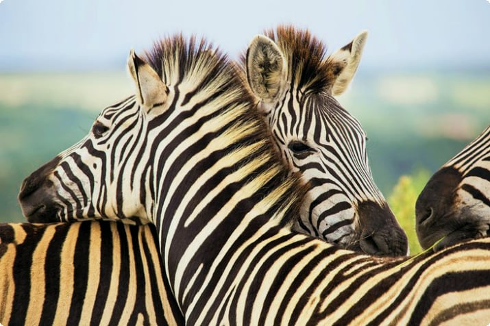 Zebror i Gondwana Game Reserve
