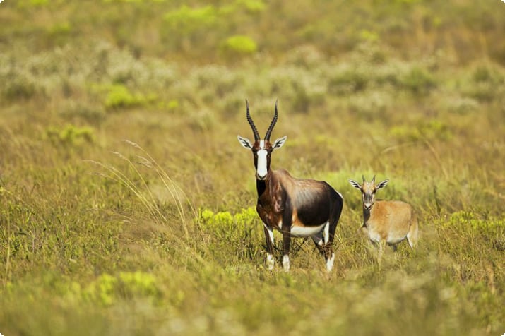 Бонтебокская антилопа и детеныш в национальном парке Бонтебок