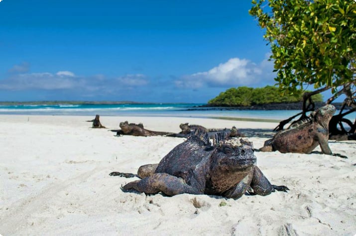Marine leguaner hviler på stranden ved Tortuga Bay, Galapagosøyene