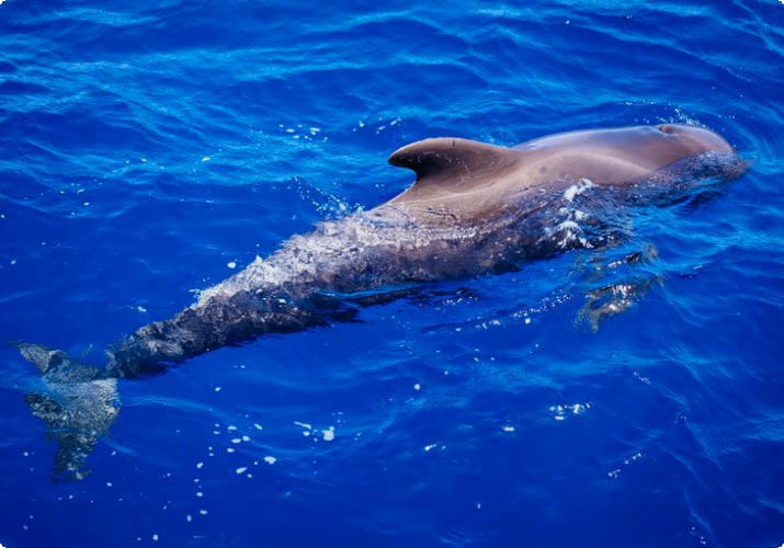 Tenerife açıklarında pilot balina