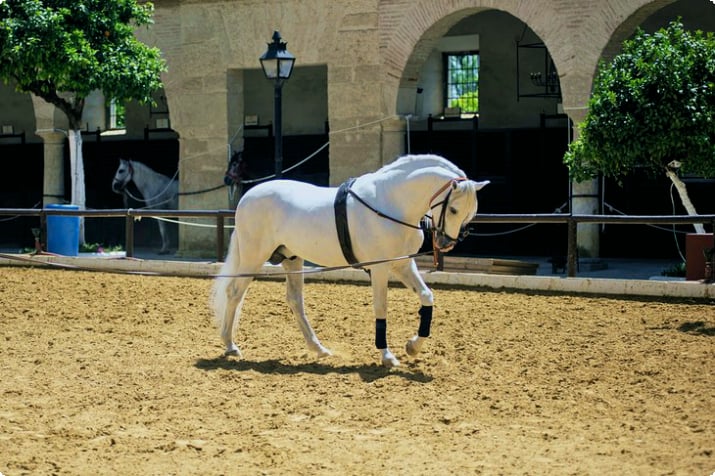Cavalo andaluz nos estábulos reais de Córdoba