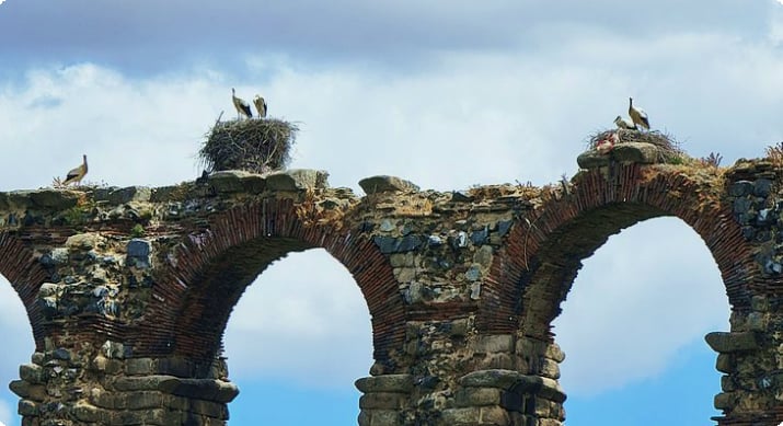 Storker hekker på Acueducto de los Milagros