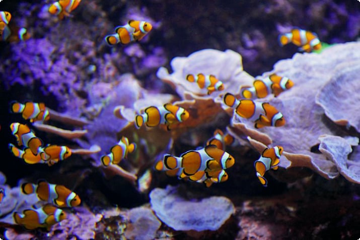 Aquarium-Zeepaleis