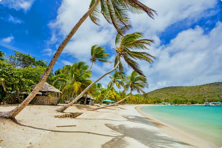 Plaża z białym piaskiem i palmy na wyspie Mayreau
