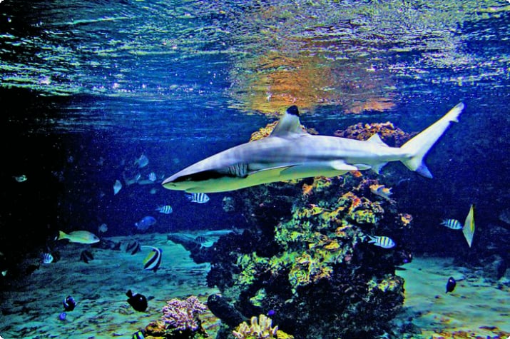 Tropikariet'te köpekbalığı ve mercan resifi