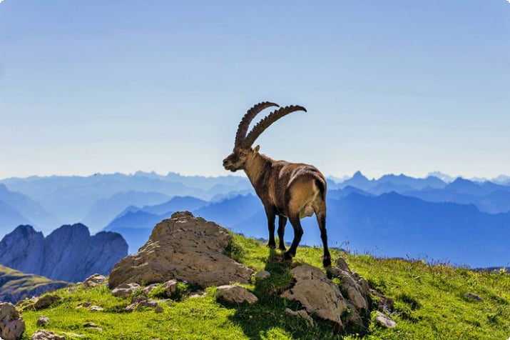 Горный козёл в Швейцарском национальном парке