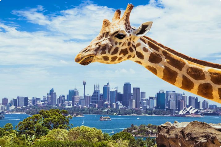 Зоопарк Таронга с видом на горизонт Сиднея