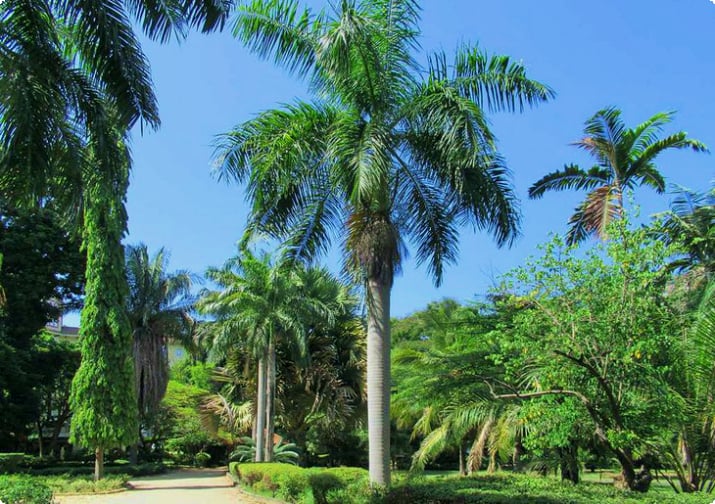 Botanische tuinen van Dar es Salaam