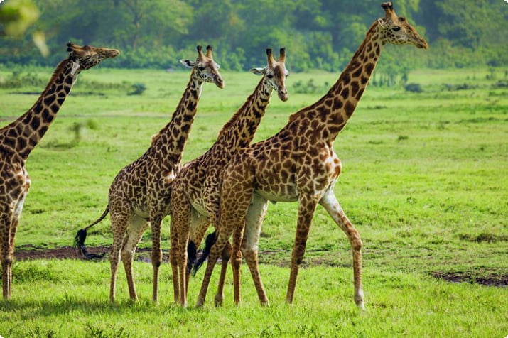 Arusha Ulusal Parkı'ndaki Zürafalar