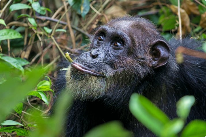 Chimpans i Mahale Mountains National Park