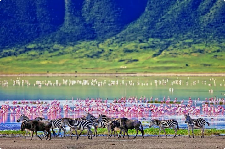 Cebras, ñus y flamencos en el cráter de Ngorongoro