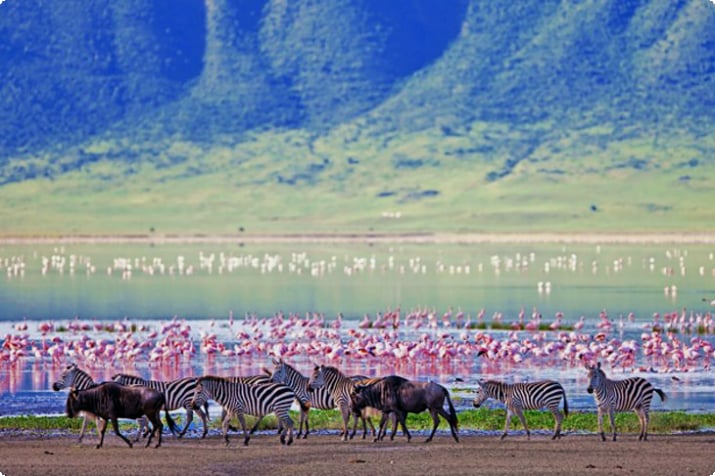 Obszar chroniony Ngorongoro
