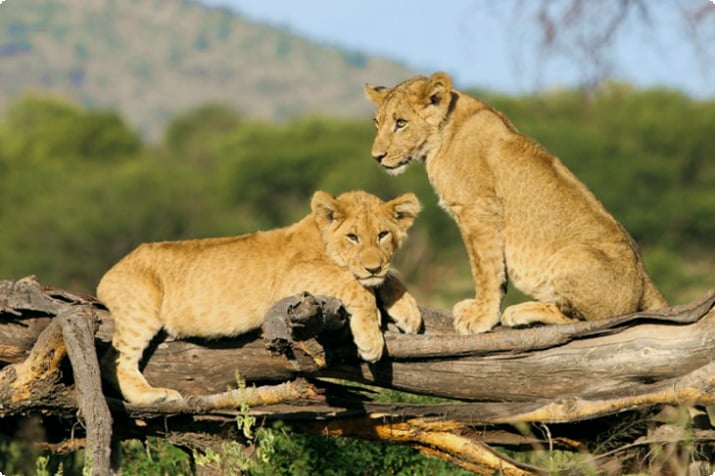 Serengeti Nationaal Park