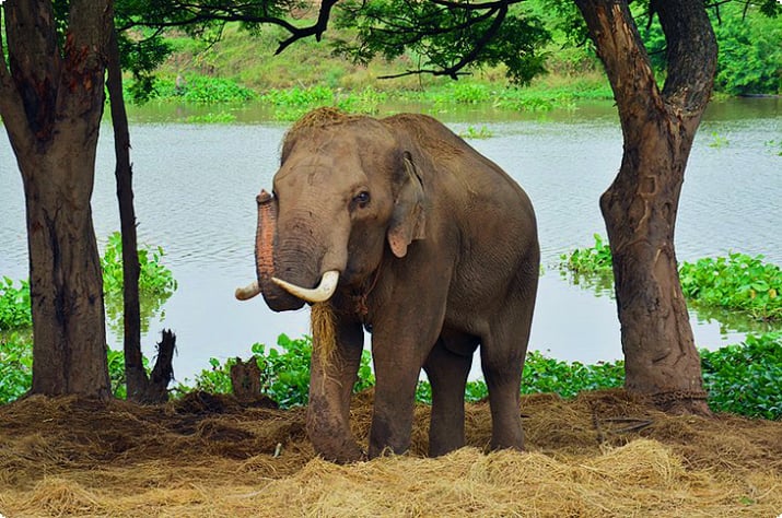Приют на слонах
