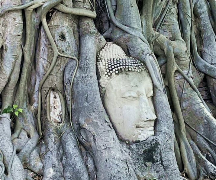 Bouddha la tête dans les racines des arbres au Wat Mahathat