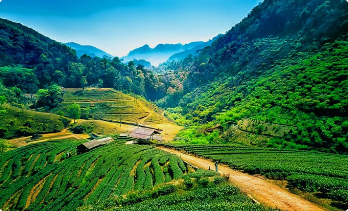 Чайные плантации в Чиангмае