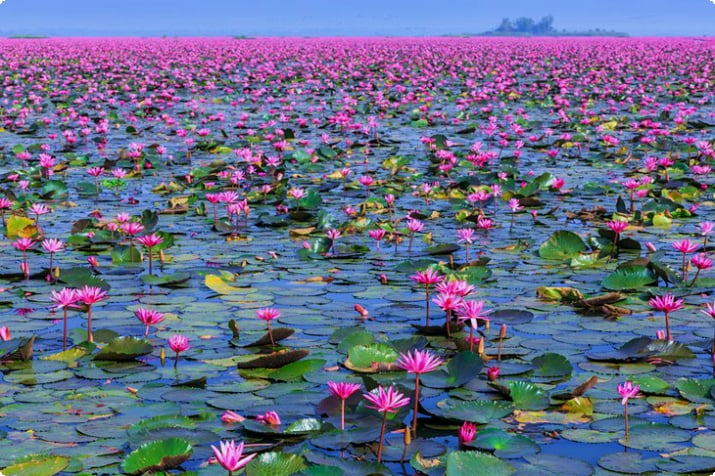 Kırmızı Lotus Gölü