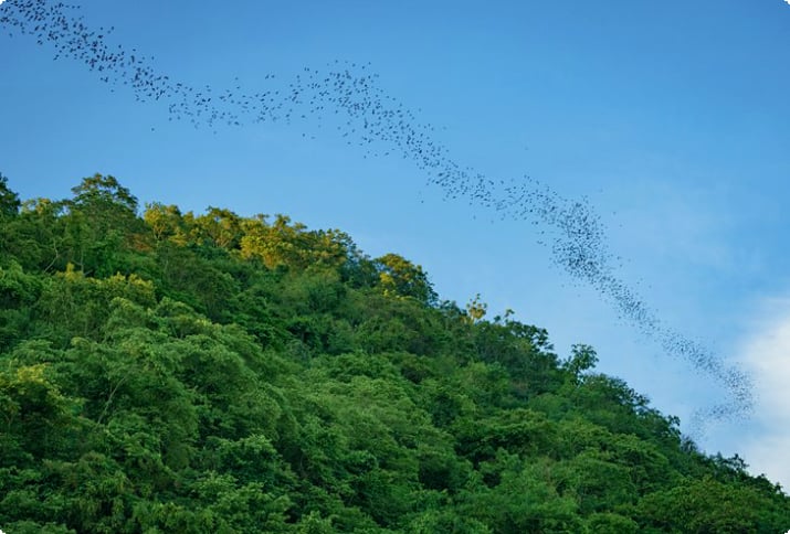 Khao Yai Ulusal Parkı üzerinde uçan binlerce yarasa