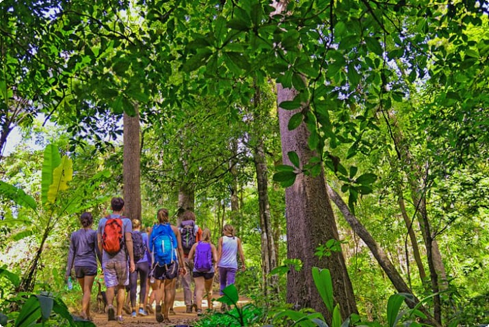 Khao Yai Ulusal Parkı ormanında yürüyüş yapan bir tur grubu