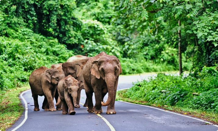 Elefanti selvaggi sulla strada a Khao Yai
