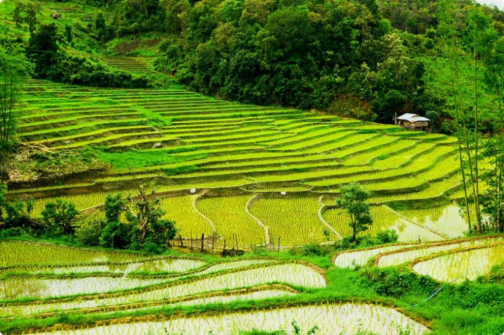 Ryżowe pola ryżowe w Mae Sariang