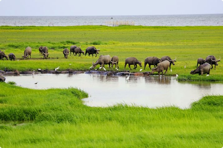 Водные буйволы на берегу озера Сонгкхла