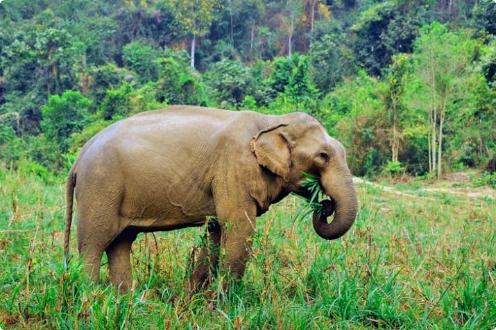 Éléphant au sanctuaire d'éléphants de Boon Lott