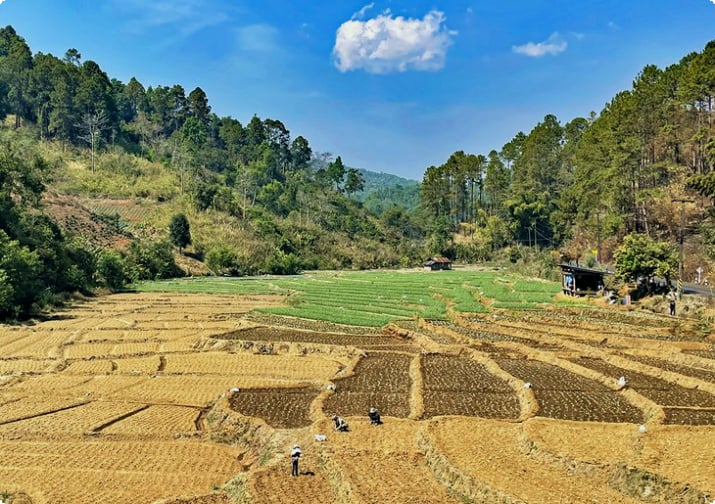 Reisfeld auf der Mae-Hong-Son-Schleife