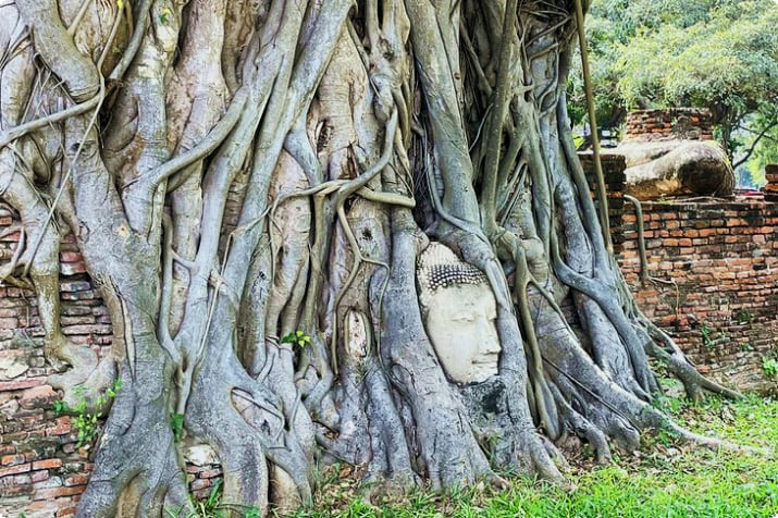 Buddhakopf im Wat Mahathat
