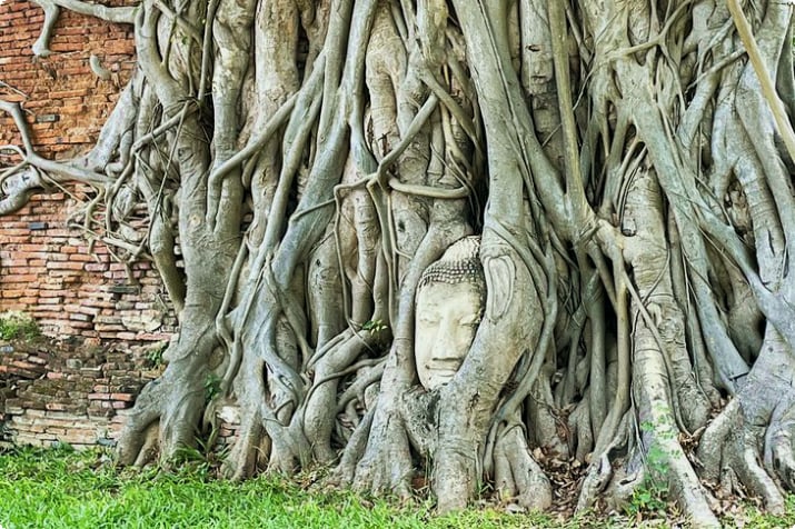 Głowa Buddy w korzeniach w Wat Phra Mahathat