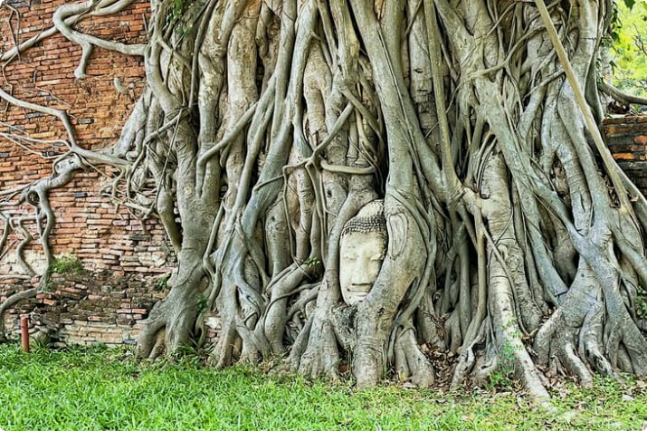 Каменная голова Будды, окруженная корнями деревьев в Ват Махатхат