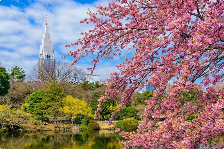 Цветение сакуры в Национальном саду Синдзюку-Гёэн