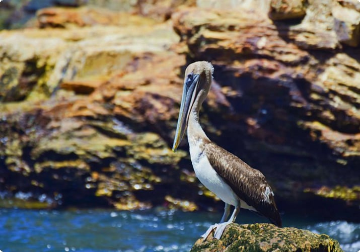 Bruine pelikaan op de rotsen bij Macqueripe Bay