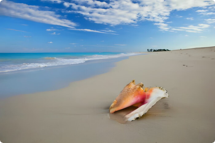 Раковина на пляже Грейс-Бэй