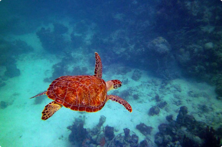 Groene zeeschildpad in de Turks- en Caicoseilanden