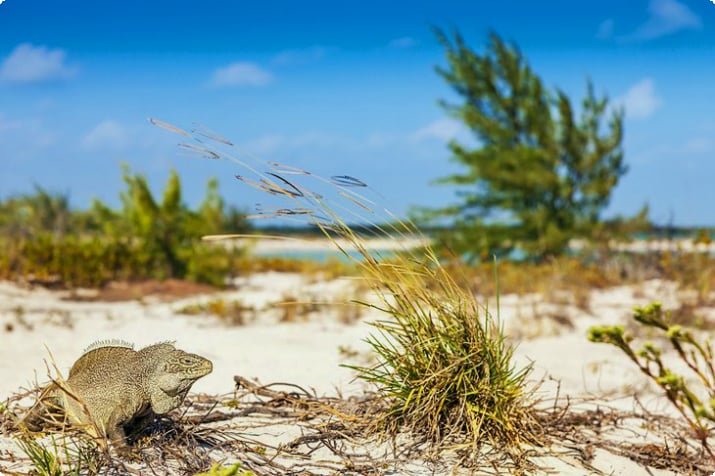 Zagrożona iguana skalna na Little Water Cay