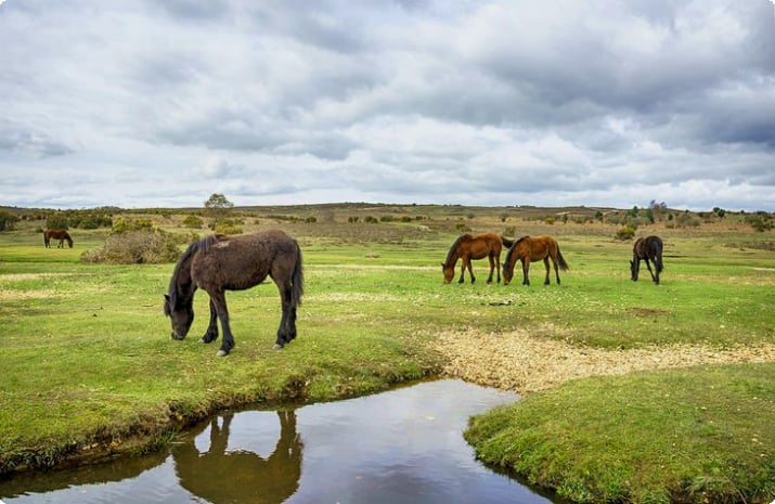 Лошади, пасущиеся в национальном парке Нью-Форест