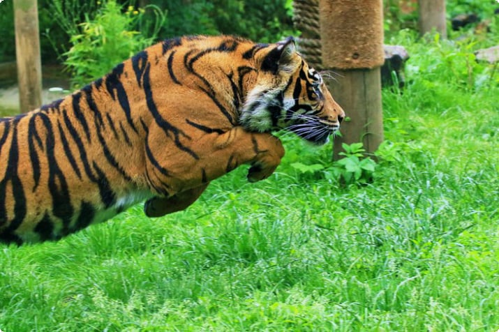 Springender Tiger im Zoo des Chessington World of Adventures Resort