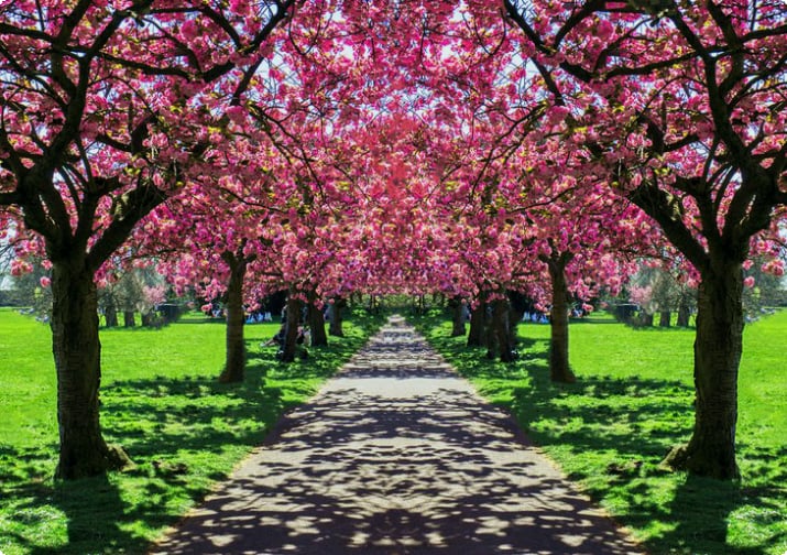 Kirschblüten im Greenwich Park, London