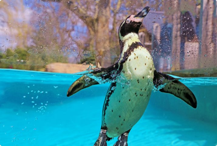 Pinguin im Londoner Zoo