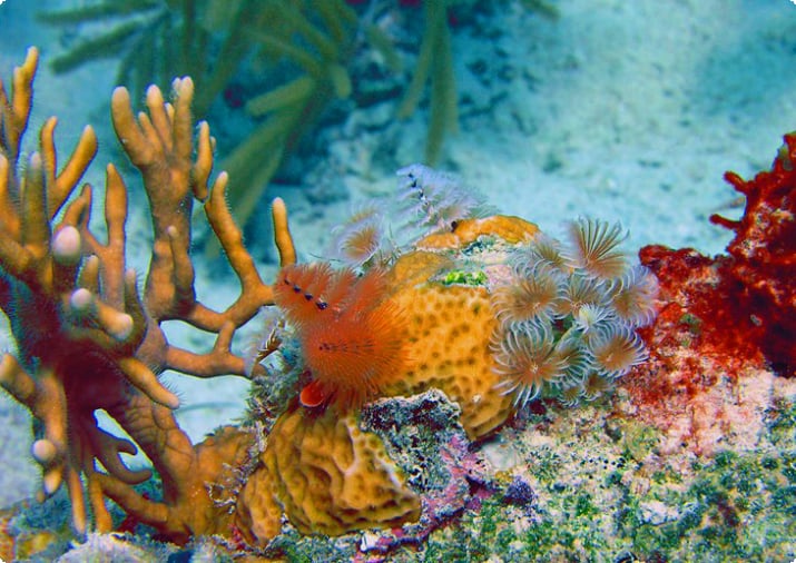 Christmas Tree Черви и кораллы в водах Коки-Бич