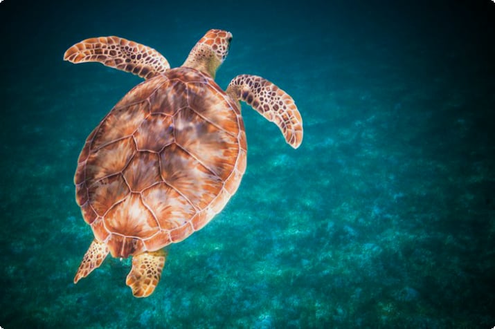 Морская черепаха в водах Национального парка Виргинских островов, Сент-Джон