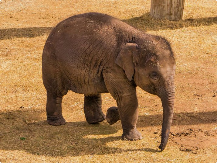 Слон в зоопарке Оклахома-Сити