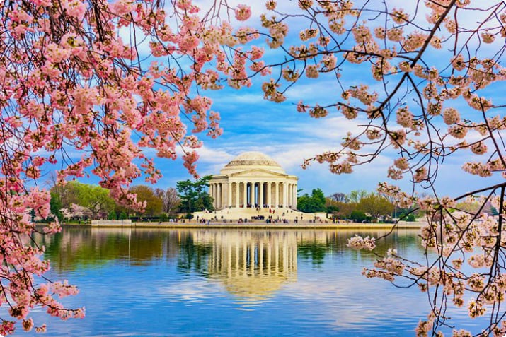 Мемориал Джефферсона с весенним цветением сакуры