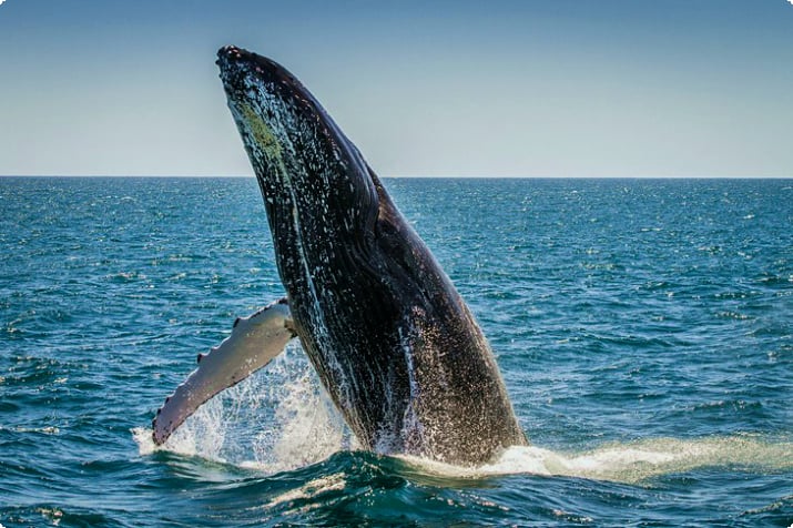 Круиз с наблюдением за китами, лодочная гавань Хилларис
