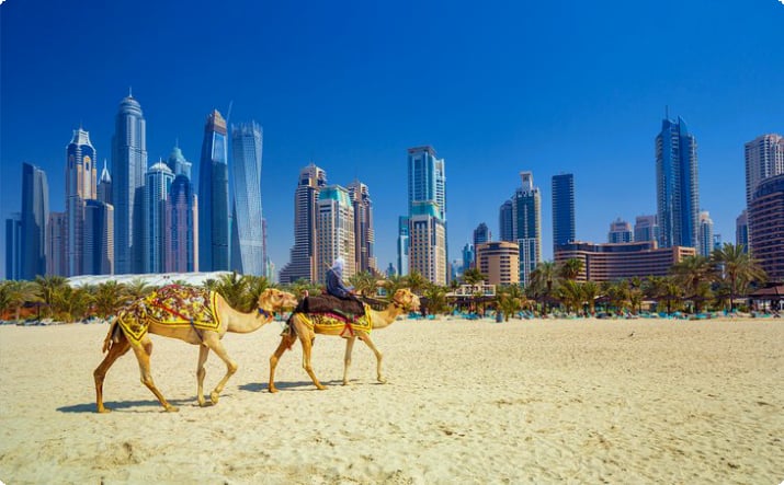 Kamele am Strand von Jumeirah in Dubai